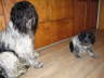 2 nasse Wusels