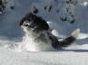 Auftauchen aus dem Schnee