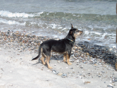 Chicca