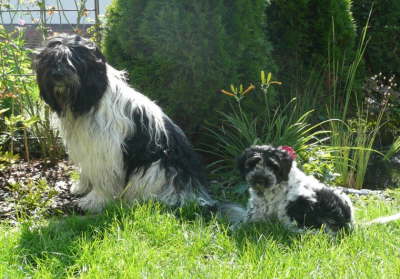 Dreamteam