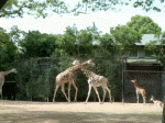 Giraffen