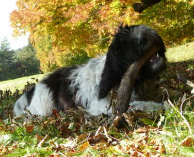 Herbst in Tirol