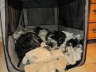 Kennel