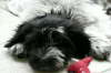Sammy mit 14Wo