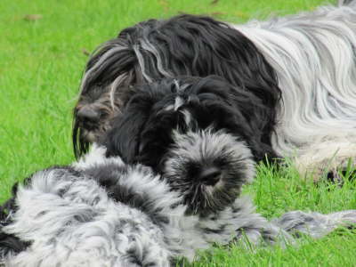 Sammy & Bobje