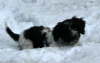 der erste Schnee